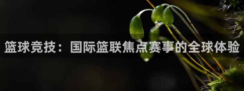 篮球竞技：国际篮联焦点赛事的全球体验