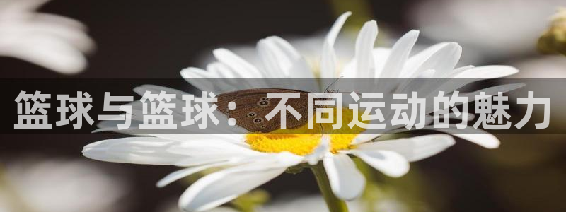篮球与篮球：不同运动的魅力