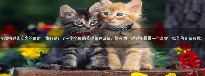 在增强球队实力的同时，我们设计了一个全面的篮球管理系统，旨在为全球球员提供一个高效、智能的训练环境。